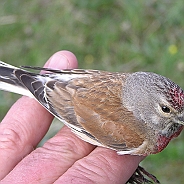 Common Linnet